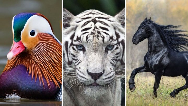 Animal Mais Belo da Natureza
